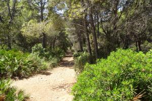 Wanderung L'olla Wald